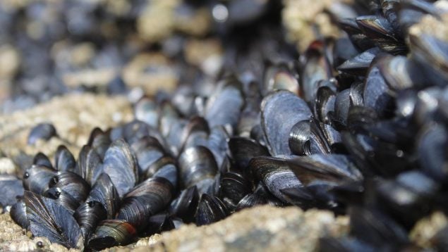 Los mejillones pueden salvar a la humanidad, mejillón puede salvarnos según un científico español, por qué los mejillones pueden salvar la Tierra según la ciencia.