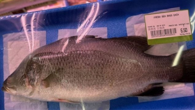 Perca asiática, lubina, pescadores