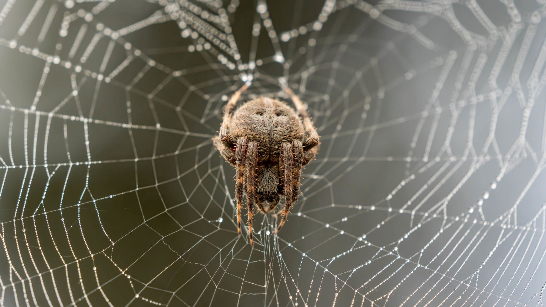 Telaraña. Foto: Freepik