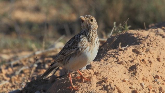 Chersophilus duponti, ave, animales