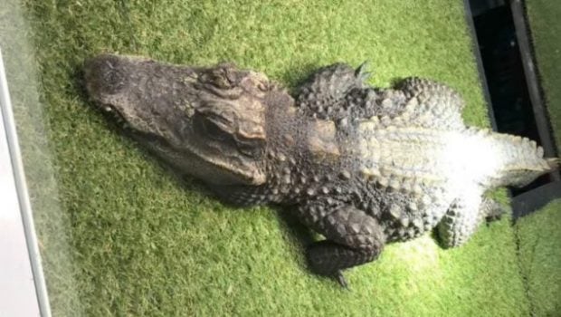 ley-cocodrilo-mascota