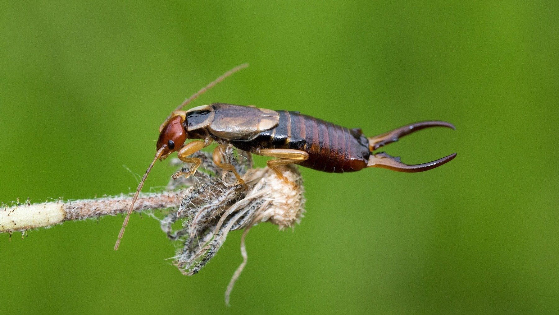 Ni se te ocurra pisar una tijereta si te la encuentras en el interior de casa: poca gente conoce el motivo exacto