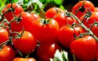 Tomates evolucionan contra la teoría de Darwin, tomates de las Galápagos no siguen la teoría de la evolución, descubren tomates que retroceden millones de años, descubrimiento científico.