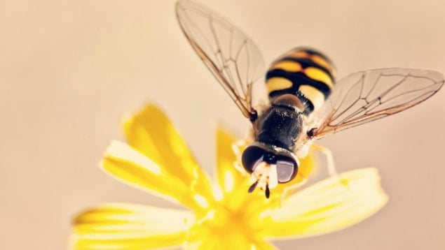 Una abeja
