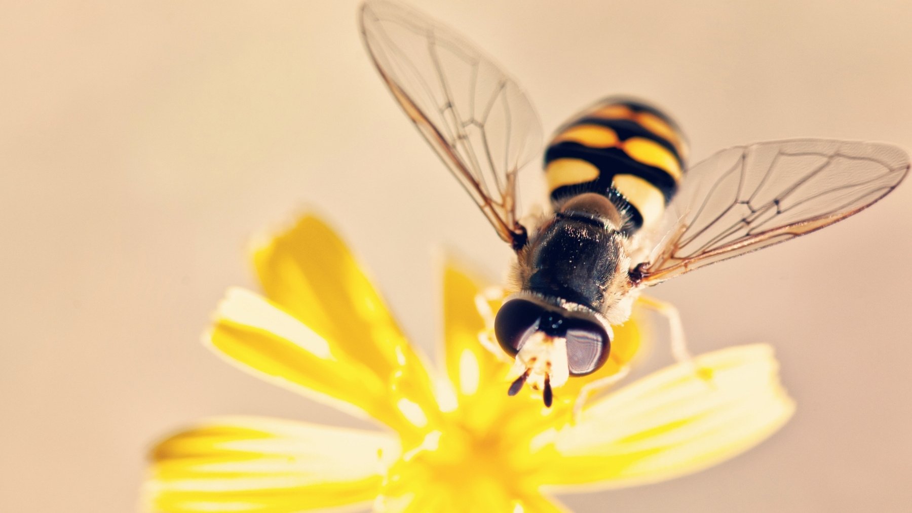 Estupefacción por el hallazgo de una nueva especie de abeja que cambia por completo la historia de la apicultura