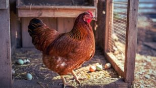 Huevo de una gallina con gripe aviar