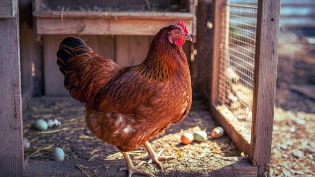Huevo de una gallina con gripe aviar