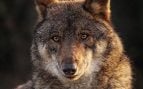 Científicos españoles averiguan la dieta exacta del lobo ibérico, qué come un lobo, investigación sobre la alimentación de los lobos, hábitos de los lobos.