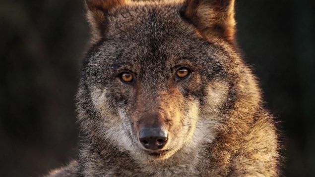 Científicos españoles averiguan la dieta exacta del lobo ibérico, qué come un lobo, investigación sobre la alimentación de los lobos, hábitos de los lobos.