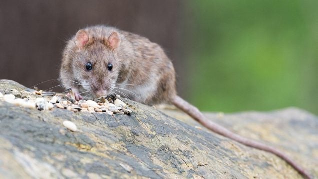 Motivo deforestación Isla de Pascua en la Edad Media, problema ratas Rapa Nui, deforestación medieval Rapa Nui, por qué las ratas acabaron con la isla de pascua según la ciencia.