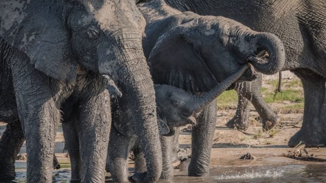 Elefantes, animales, naturaleza