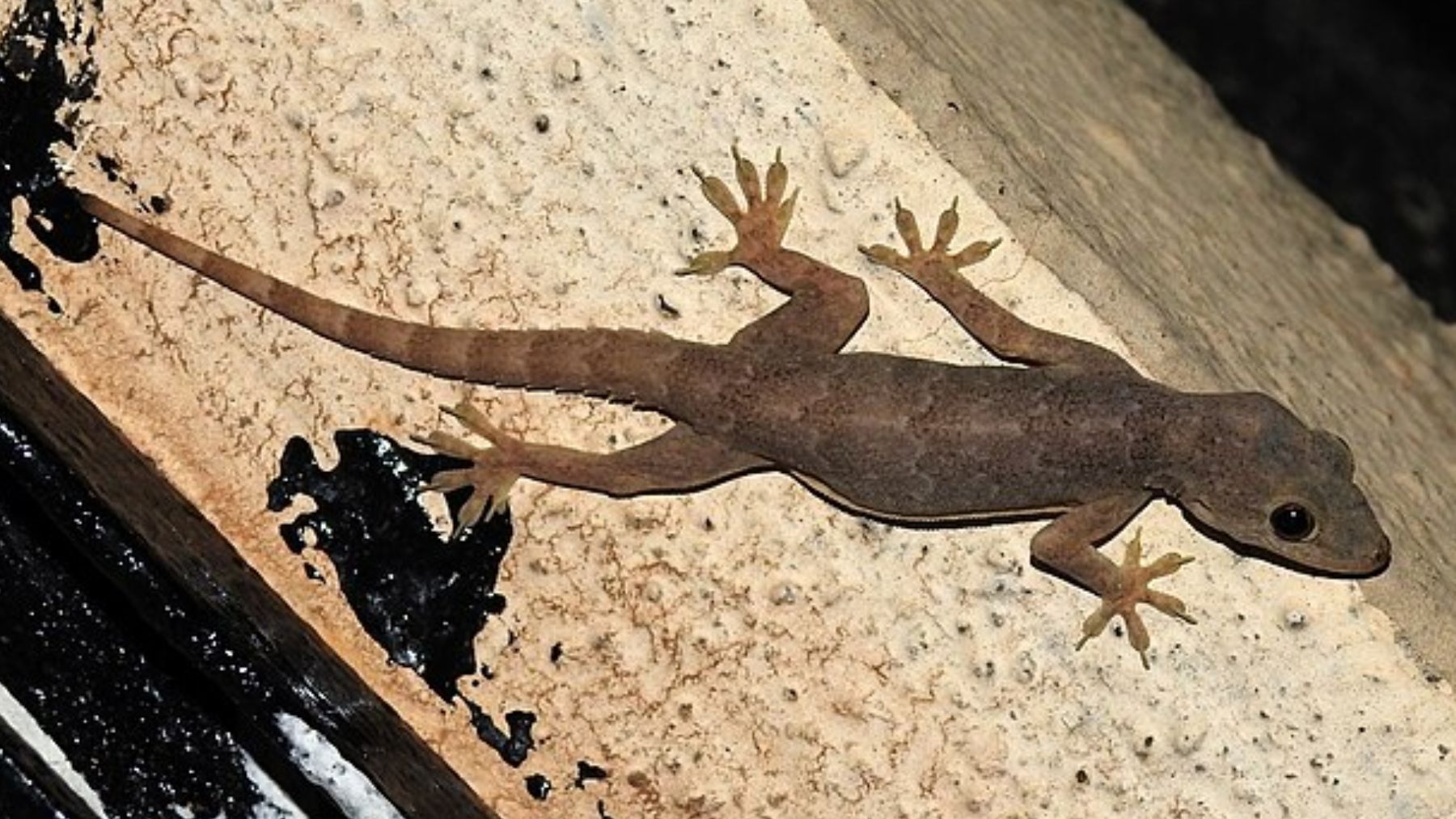 Alarma veterinaria en Baleares: se confirma el primer brote en España de leishmaniosis en reptiles