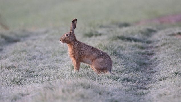 Cómo se llama a la cría de la liebre en español, lebrato, lebrasto, liebratico en la RAE, sinónimos cría de la liebre en español.