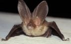 Murciélago orejudo, curiosidades, animales