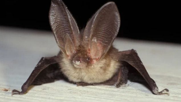 Murciélago orejudo, curiosidades, animales