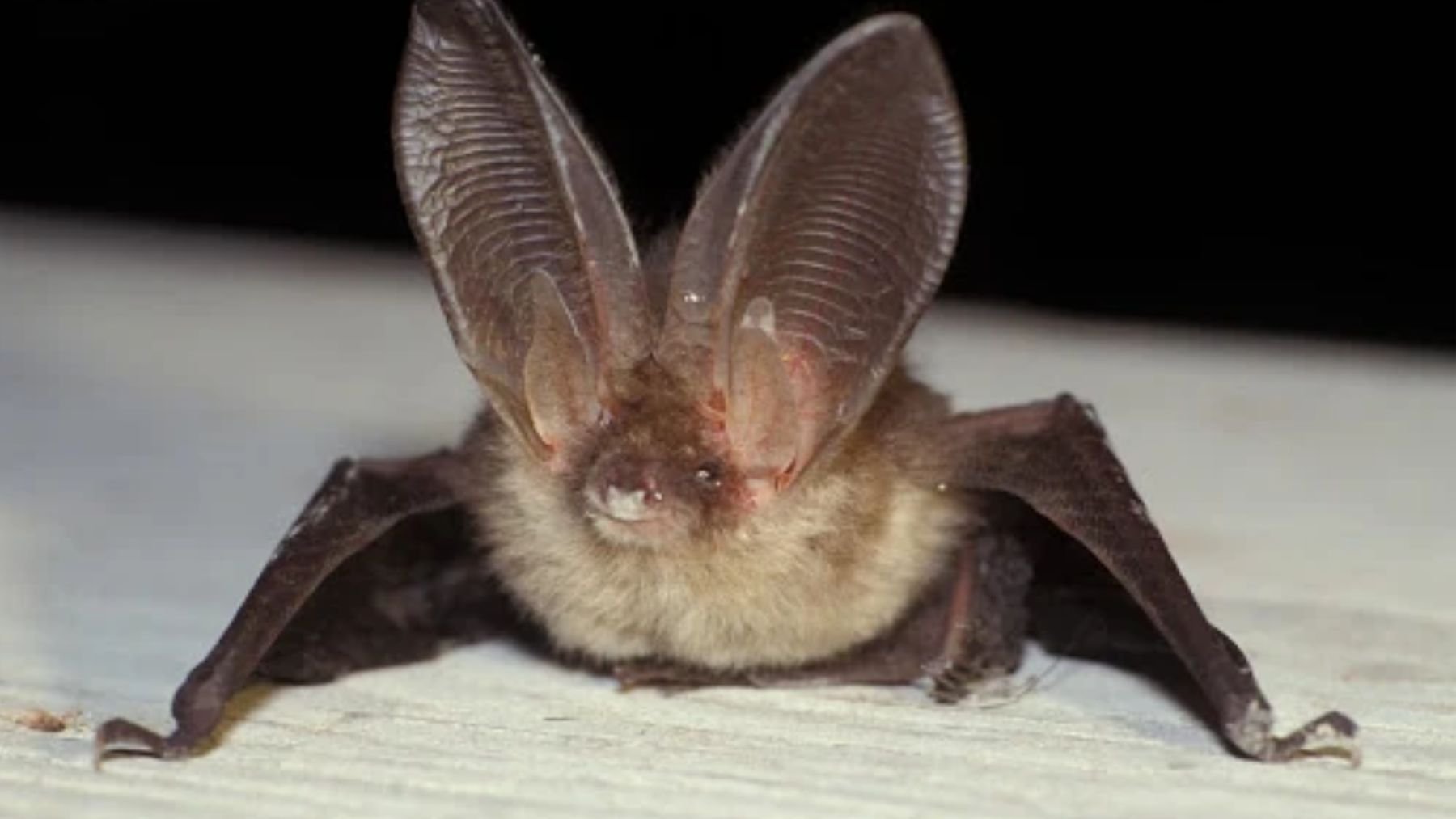 Estupefacción entre los zoólogos: descubren en una cueva un murciélago orejudo que se creía extinto desde 1970