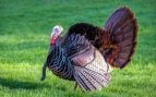 Cómo se llama a la cría del pavo en español, cría del pavo según la RAE, qué es un pavipollo, pavipollo en el diccionario, pavezno en la RAE, pavipollo o pavezno.