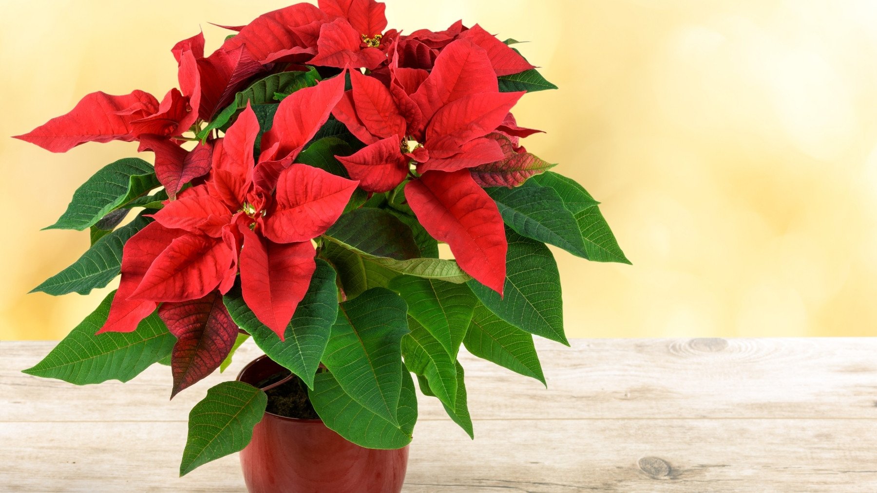 El truco de un experto para que la Flor de Pascua dure años: puede convertirse en un árbol