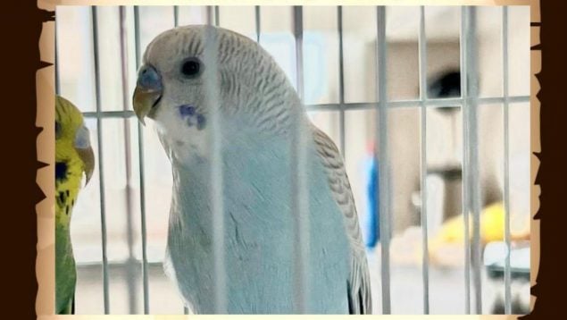 periquito desaparecido Palma Son Gotleu