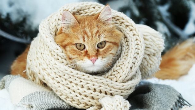 Gatos y frío