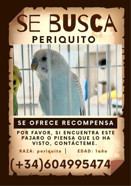 periquito desaparecido Son Gotleu