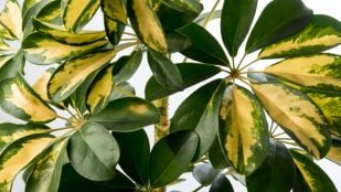 Ficus, planta, tradición china