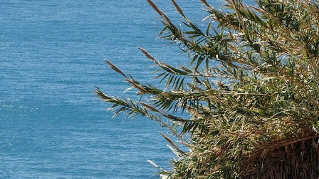 Arundo donax, planta invasora, planta, especie invasora