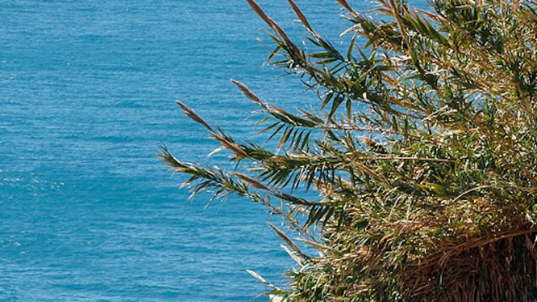 Es de las peores plantas invasoras en los ríos españoles, pero un estudio afirma que puede beneficiar a los peces