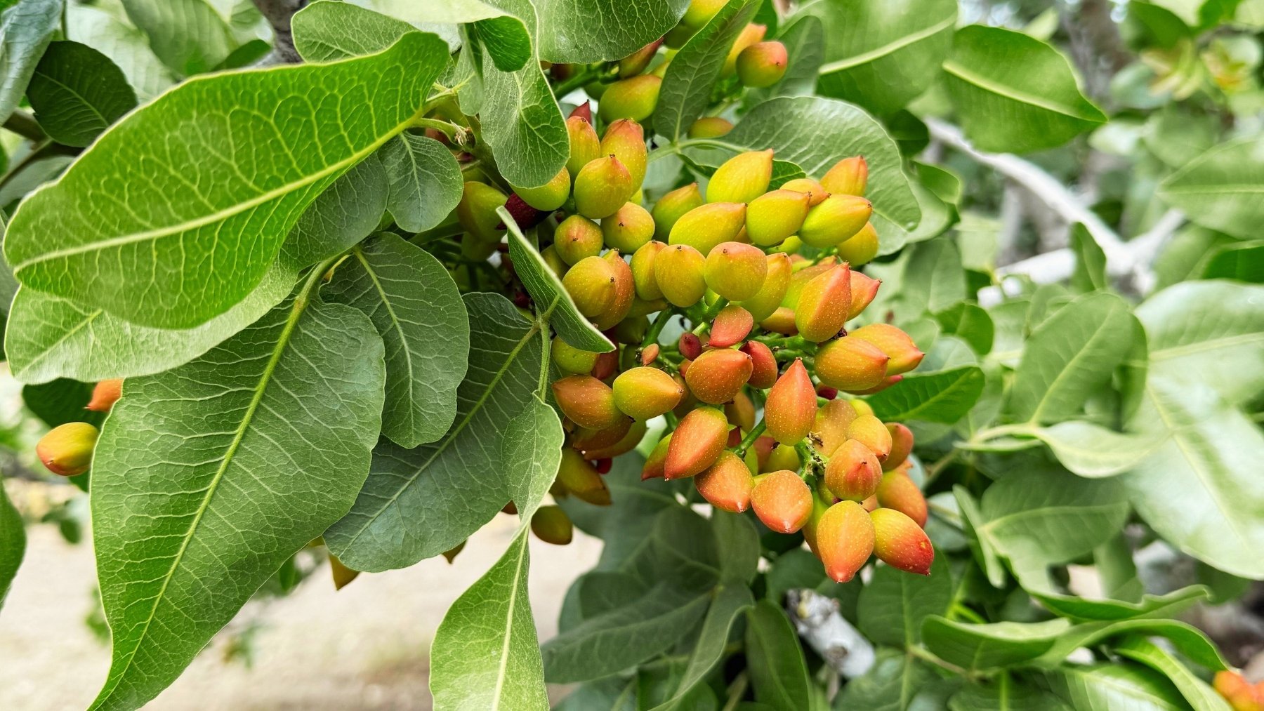 Tener un árbol del pistacho en tu jardín sin ser un jardinero experto es posible: así puedes hacerlo