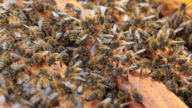 Abejas, insectos, curiosidades