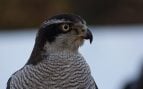 Accipiter gentilis, ave, caza