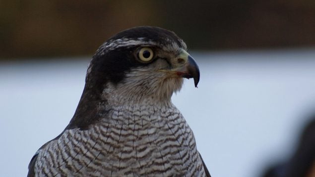 Accipiter gentilis, ave, caza