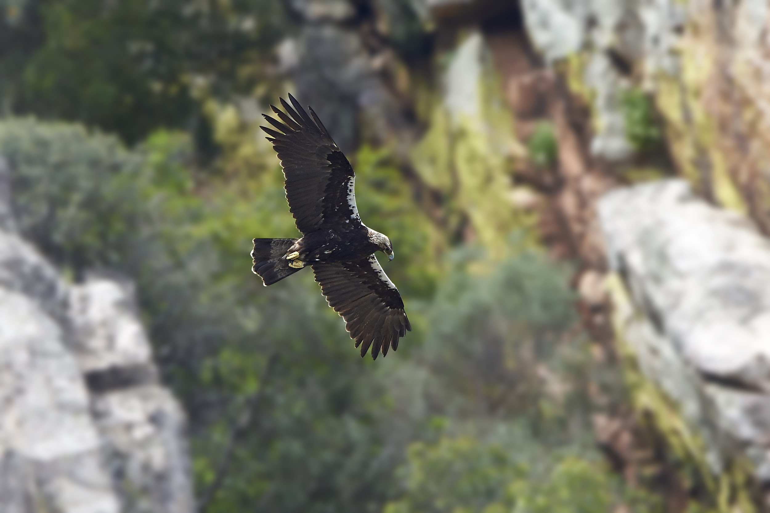 Águila imperial ibérica. (Foto: Dennis Jacobsen/Shutterstock).