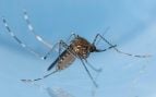 Mosquito Culex tarsalis