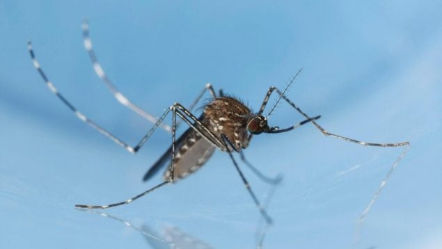 Mosquito Culex tarsalis