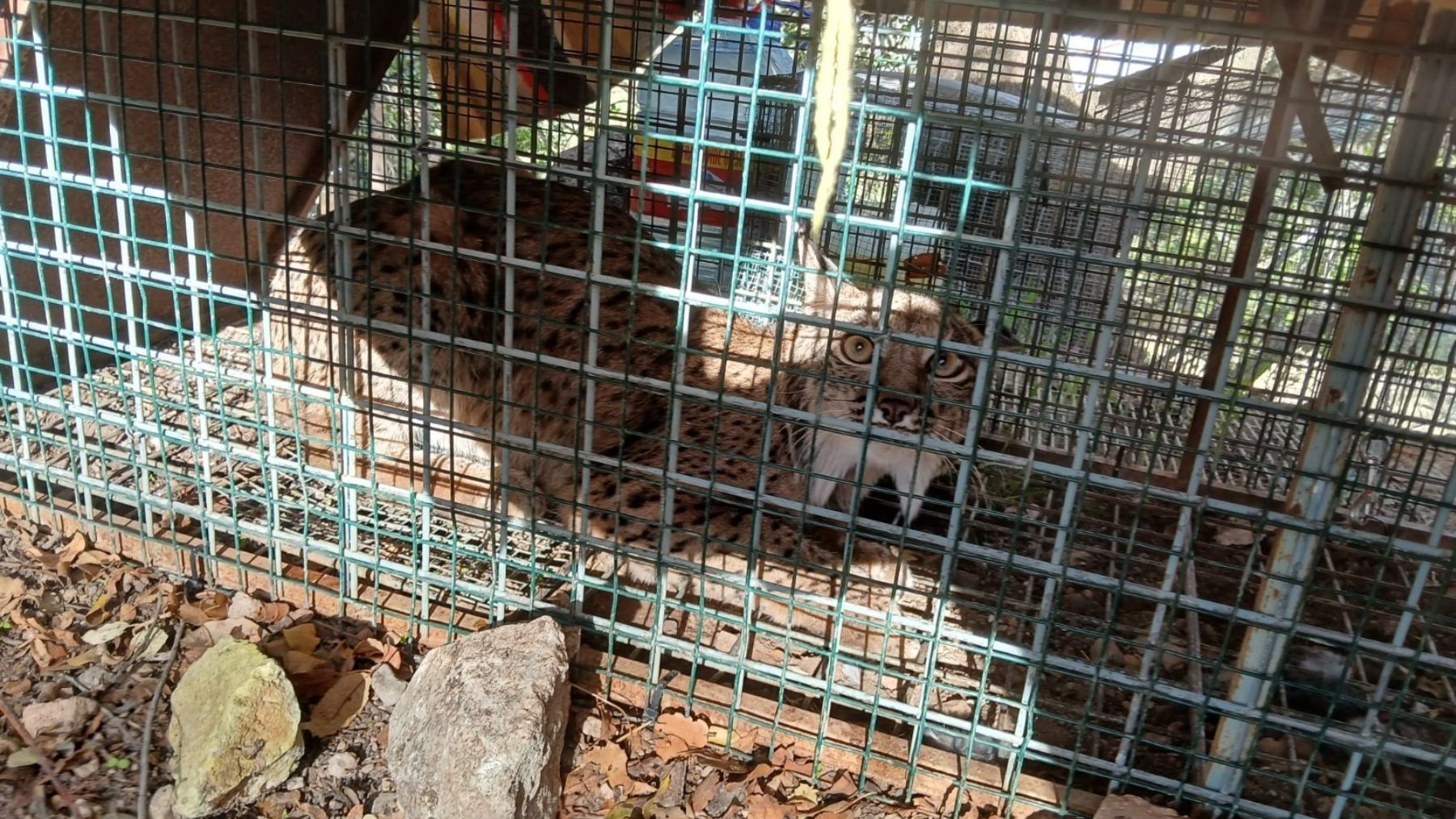 El nuevo ejemplar de lince identificado y marcado en Andalucía, concretamente en Cabra (Córdoba). (Foto: Junta de Andalucía).