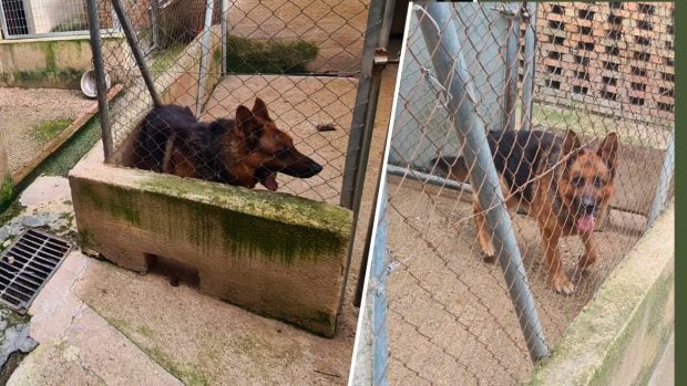 Marlaska, perreras, Bail&eacute;n, Ja&eacute;n