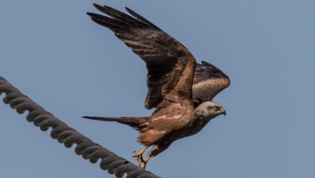 Crían águila real en parque de México, descubrimiento águilas reales en México, cría de águila real en México, águilas reales méxicanas.