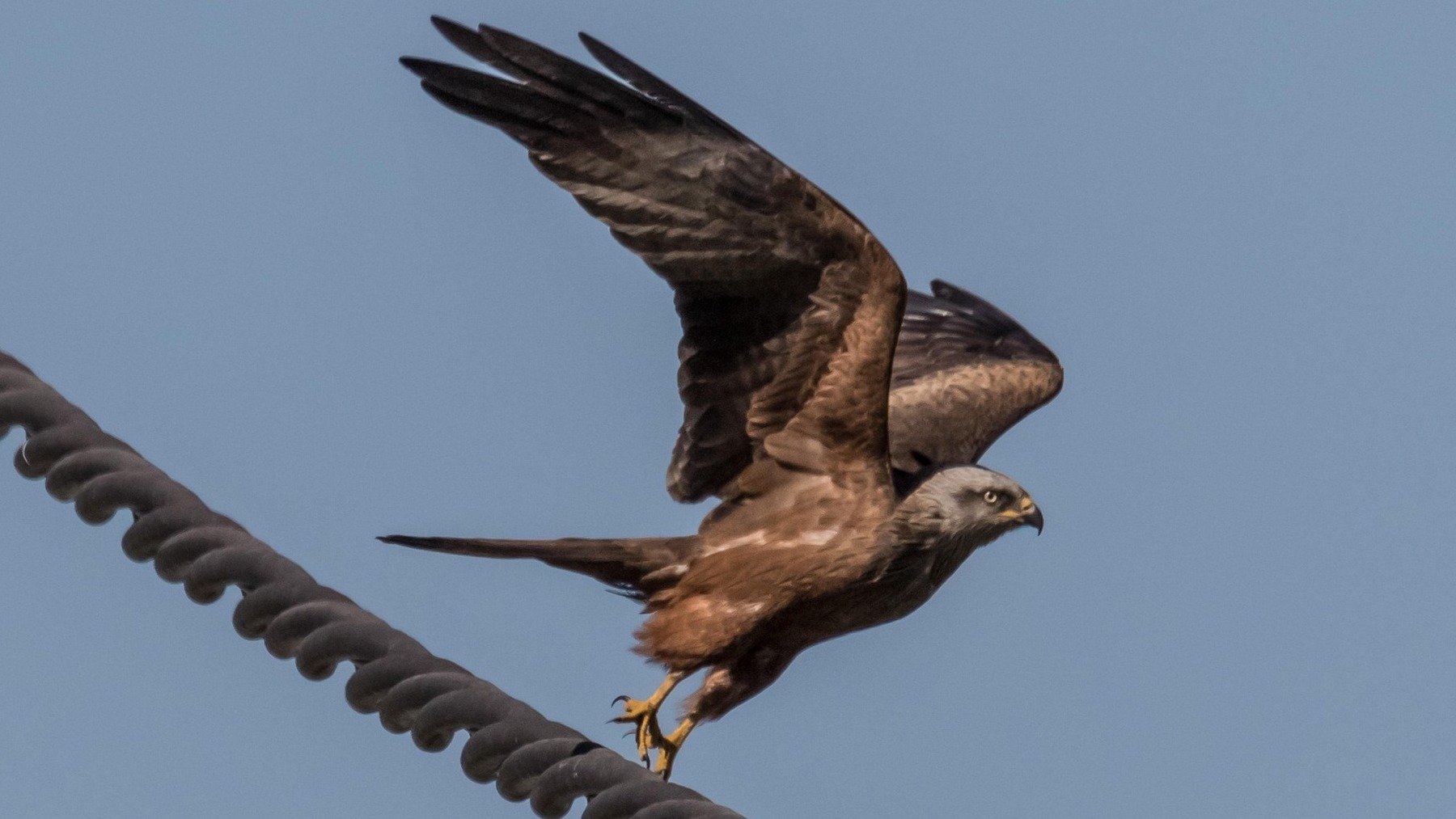 Hito histórico en la zoología: nace el primer águila real en este parque ecológico y lo anuncia hasta el gobierno