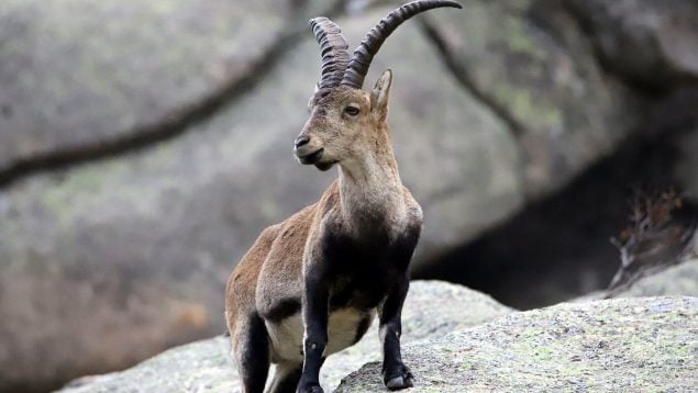 Tipos de cabra, diferencias para los cazadores de un mufón, rebeco y cabrá montés, cabra montés en España, caza en España.