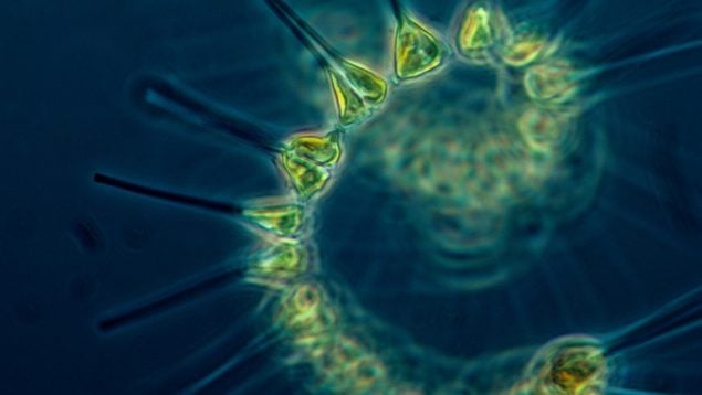 Masa biológica en el fondo del océano equivalente a 3 millones de ballenas, cuánto fitoplancton hay en el océano, robots con inteligencia artificial para investigar el fondo marino.