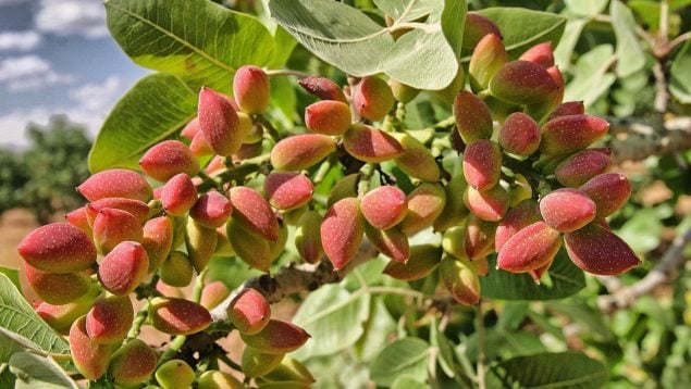Rentabilidad pistacho en la agricultura española, por qué los agricultores españoles, cultivo de pistachos en España, mejores cultivos en agricultura española.