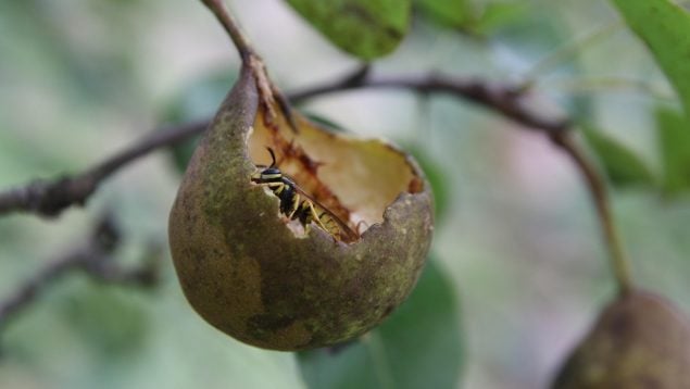 Agricultores griegos avisan de plaga de insectos asiáticos que acaba con los árboles en Grecia, escarabajo chino invasión en Atenas, especies invasoras en agricultura de Europa, plaga en Atenas, plaga de insectos en Grecia.