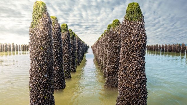 mejillones macroplástico