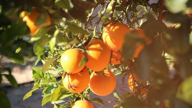 Plaga de cotonet en Valencia, cotonet en cítricos, plagas en naranjos de Valencia y Murcia, plagas en naranjos, plaga sudafricana en naranja de Valencia.