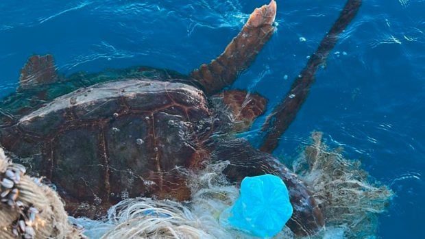 contaminación plástica