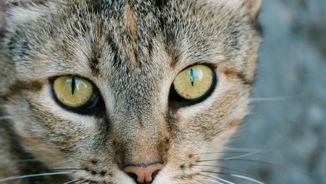 Truco para limpiar las legañas del gato