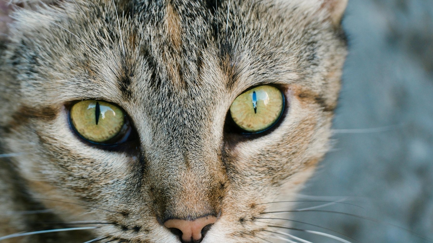 El truco que casi nadie conoce y que es perfecto para limpiar las legañas a tu gato: es muy fácil