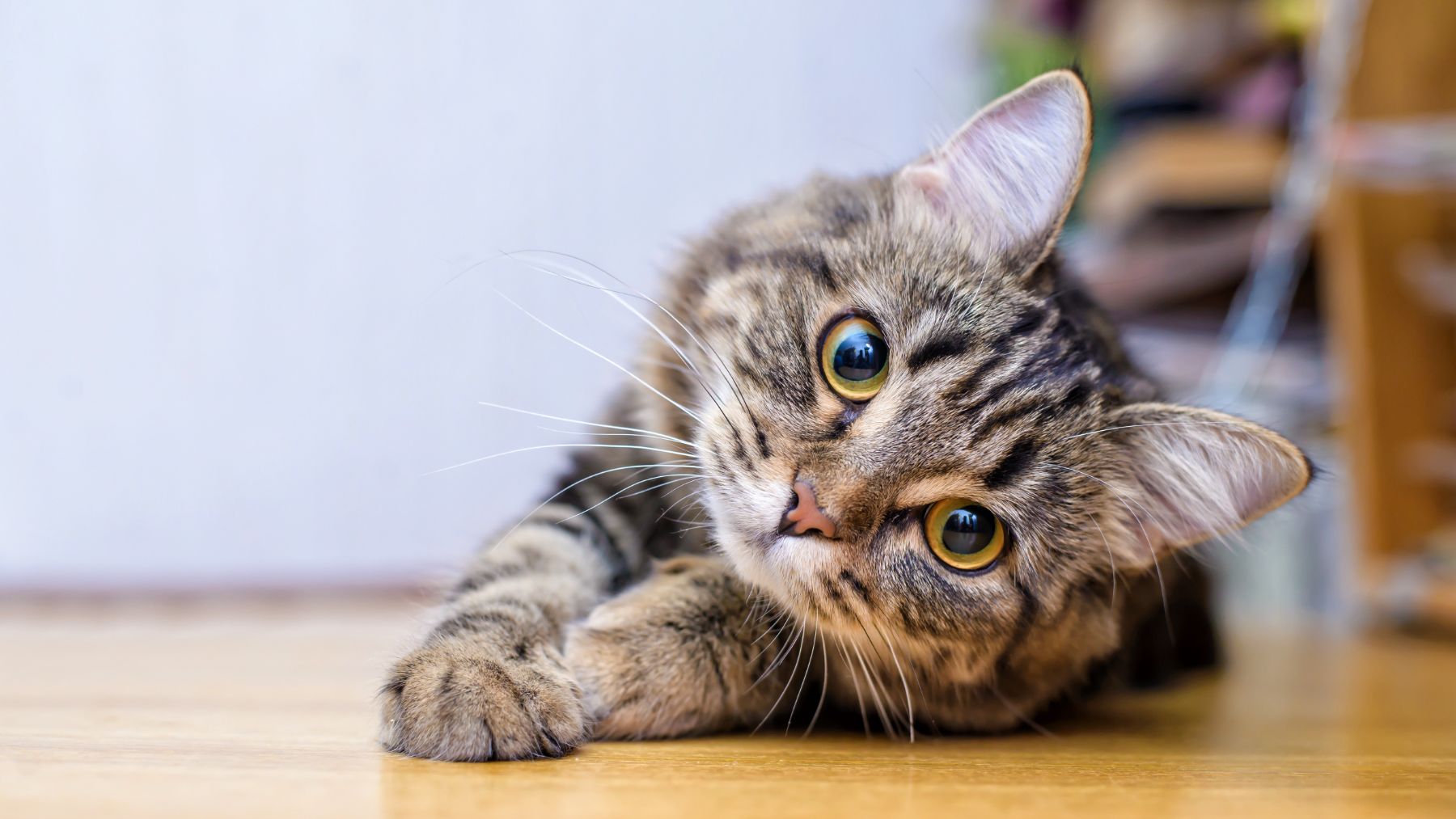 Este adorable gato es capaz de causar la extinción de multitud de especies.