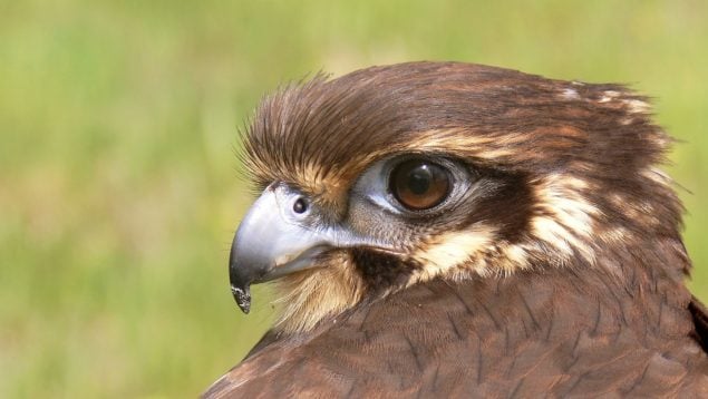 Halcón, animales, caza